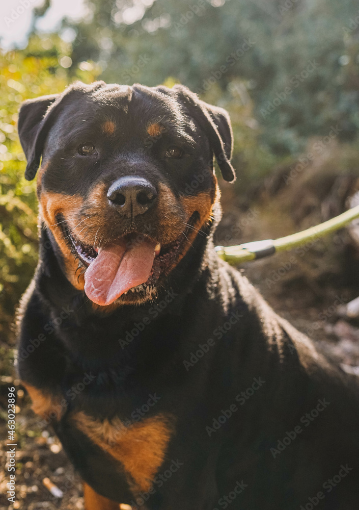 Gran ejemplar de rottweiler de linea americana