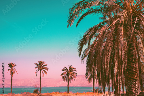 Sea landscape in Northern Israel. Palm trees near the sea. Beautiful Sea of Galilee in the evening. Israel