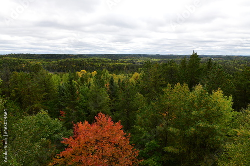 Fototapeta Naklejka Na Ścianę i Meble -  autumn landscape with trees and clouds