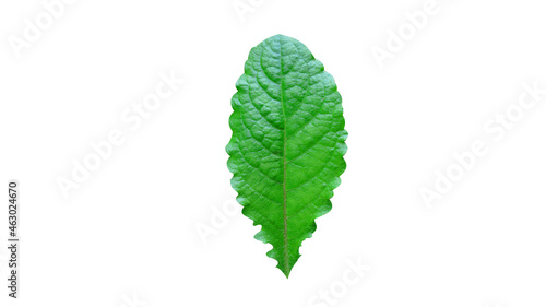 Single green leaf isolated on white background For illustration