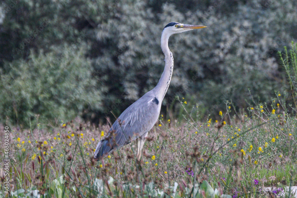 Fototapeta premium Danube Delta birds