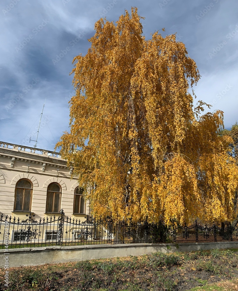 tall yellow birch tree in autumn