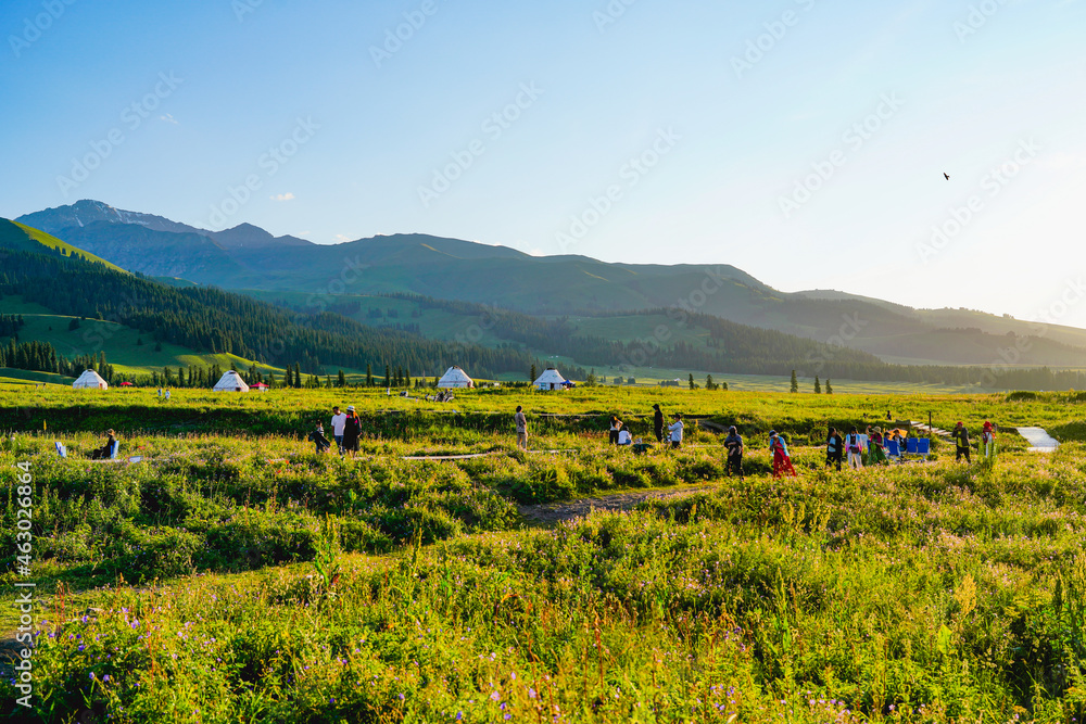 Obraz premium Prairie pasture, expansive natural scenery, sunset light