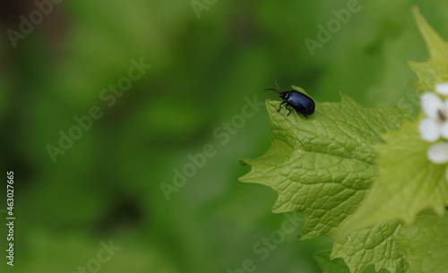 Alder leaf beetle insect on a plant leaf. © PHOTOEURO