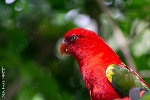 red parrot portrait