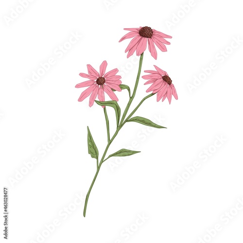 Echinacea flowers. Botanical drawing of purple coneflowers. Wild field floral...
