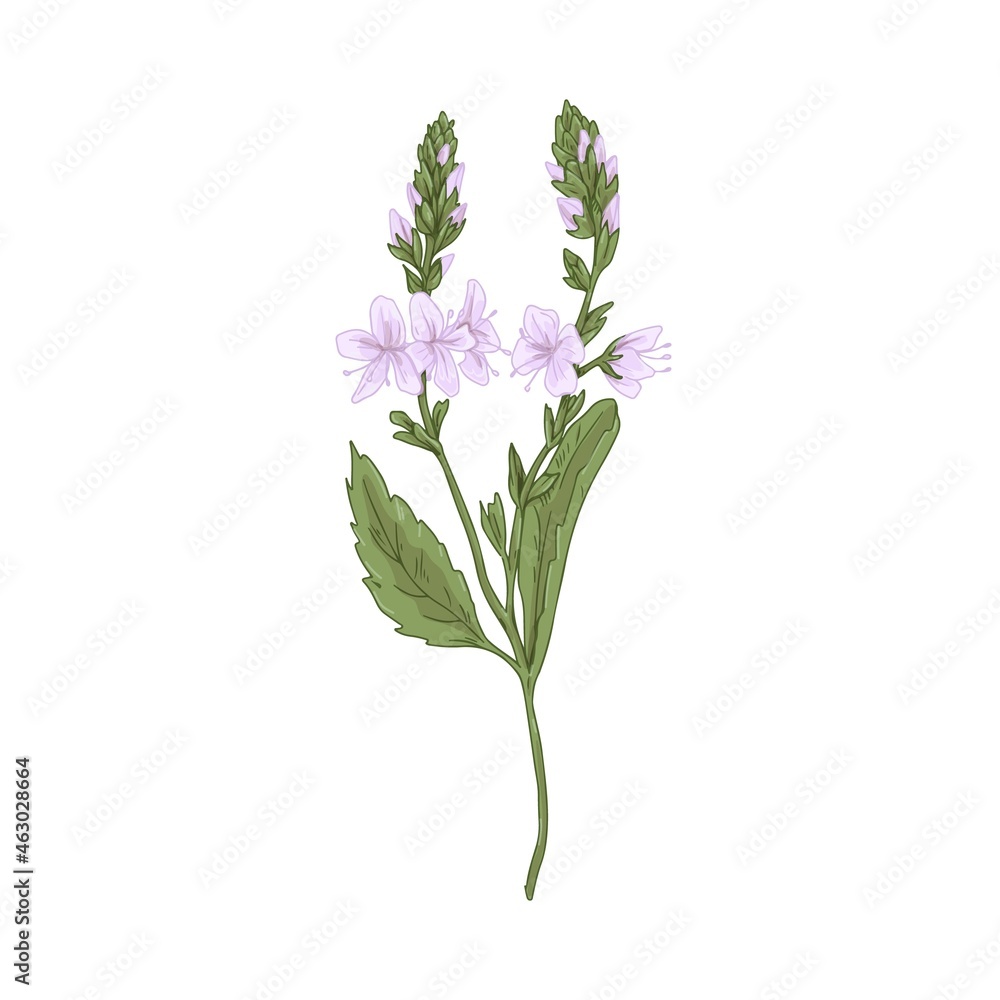 Obraz premium Heath speedwell flower. Botanical drawing of Veronica officinalis. Realistic wild floral plant. Field herb in retro style. Hand-drawn vector illustration of gypsyweed isolated on white background