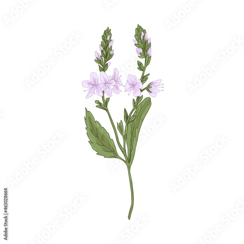 Heath speedwell flower. Botanical drawing of Veronica officinalis. Realistic wild floral plant. Field herb in retro style. Hand-drawn vector illustration of gypsyweed isolated on white background