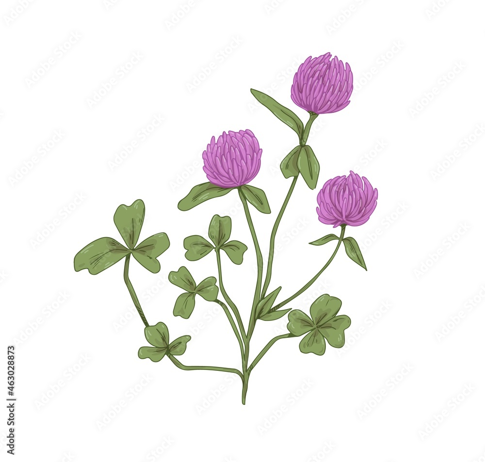 Clover flowers. Botanical drawing of realistic Trifolium pratense. Wild floral plant with trefoil leaves. Meadow wildflower in retro style. Hand-drawn vector illustration isolated on white background