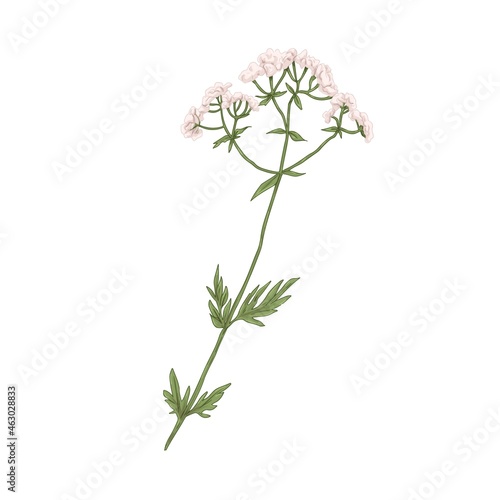Valeriana officinalis, medical wild plant. Realistic botanical drawing of valerian flower in retro style. Medicinal Garden Heliotrope. Hand-drawn vector illustration isolated on white background