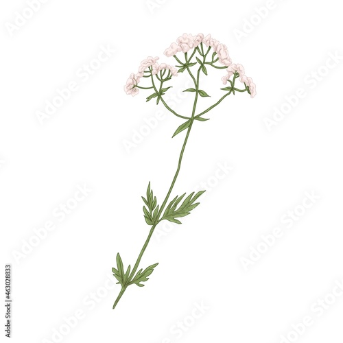 Valeriana officinalis, medical wild plant. Realistic botanical drawing of val...