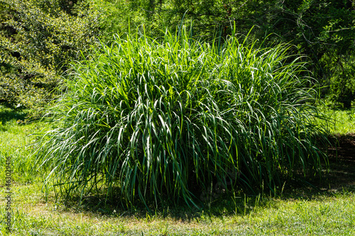 Cuadro en lienzo Beautiful green ornamental grass Miscanthus sinensis 'Gracillimus'