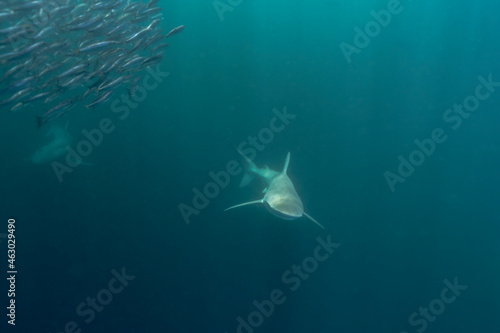 Dusky shark (Carcharhinus obscurus) circling sardines during South Africa annual sardine run