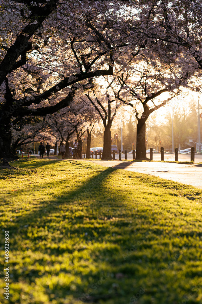 Amazing cherry trees in bloom during golden hour. Hagley Park, New Zealand,