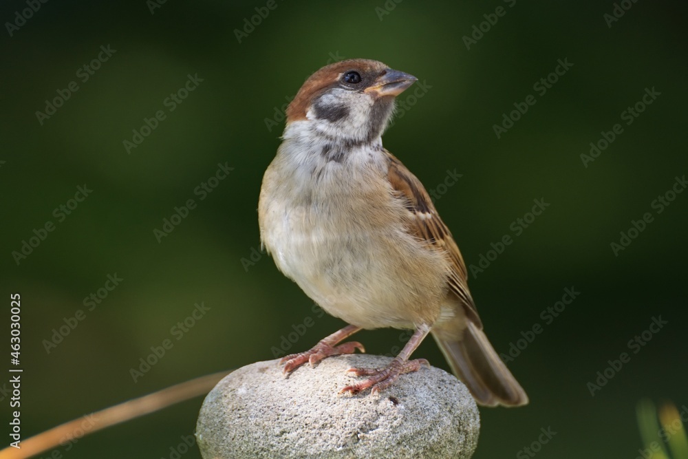 Tree sparrow (Passer montanus) on stone. Czechia. Europe. Tree sparrow (Passer montanus) on stone. Czechia. Europe.