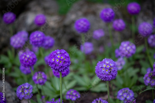  spring flowers