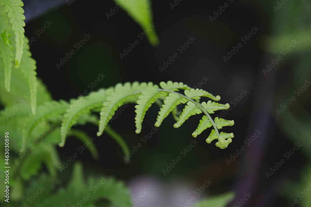 green fern leaf in the jungle	