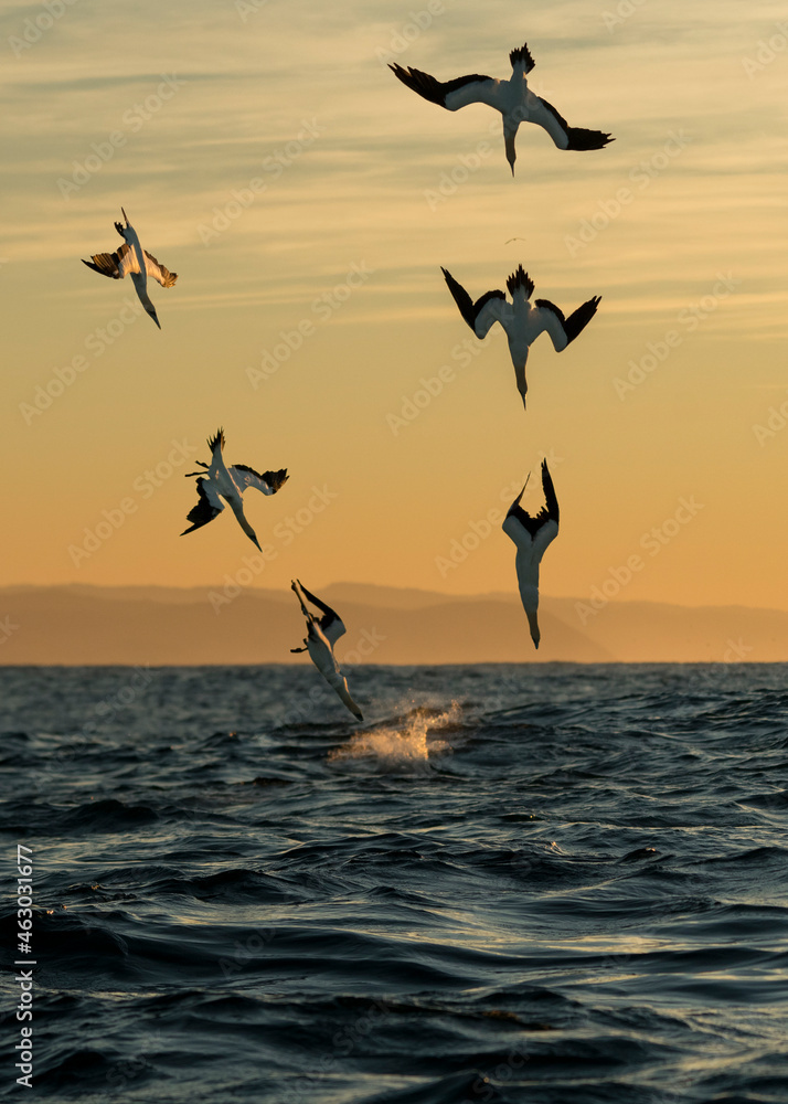 Cape gannet (Morus capensis) diving to catch sardines during South Africa sardine run. A photo compilation.