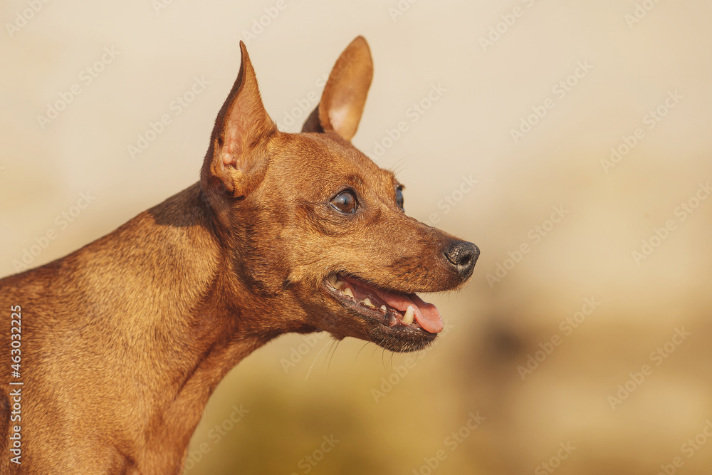 portrait of a dog  Miniature Pinscher
