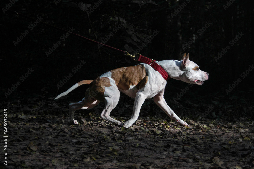 american staffordshire terrier sporting 