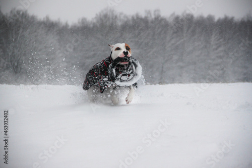 dog running in snow