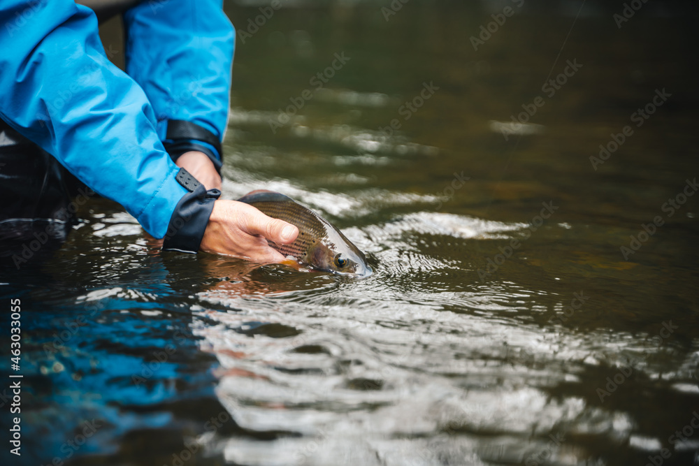 Fototapeta premium Fisherman releasing his trophy to the river. Catch and release.
