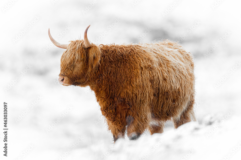 Highland cattle in snow Highland cattle in snow