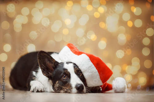 Quadro em tela portrait of a dog  Welsh Corgi Cardigan