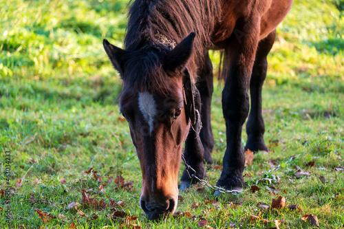 Portrait of eating horse on pasture in sunny autumn morning.