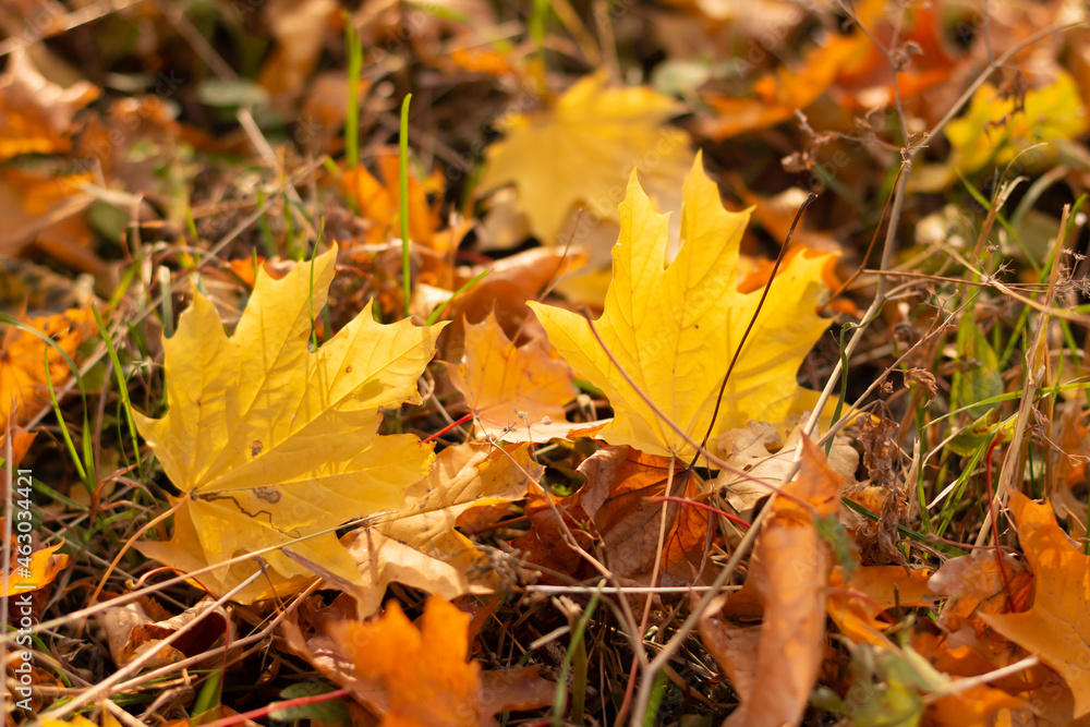 Close-up of a yellow maple leaf in the bright rays of the autumn sun Close-up of a yellow maple leaf in the bright rays of the autumn sun