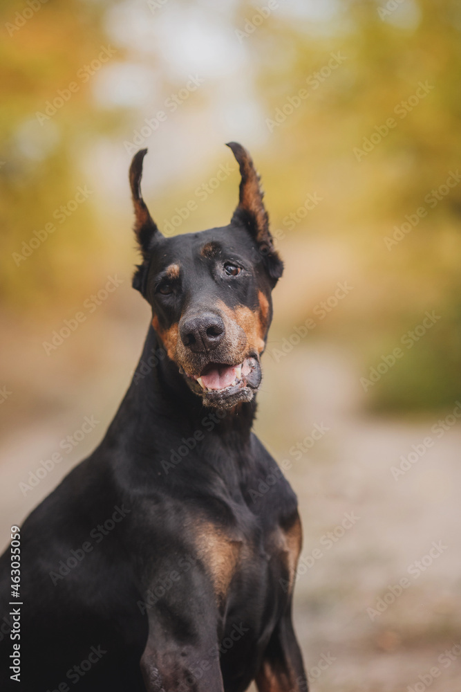 portrait of a  dog  dobermann