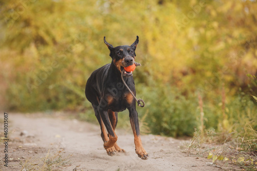 portrait of a dog dobermann