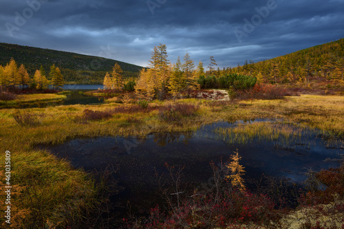 Fototapeta Naklejka Na Ścianę i Meble -  Swamp with yellow larches on the shore, in the valley of the mountains on an autumn evening