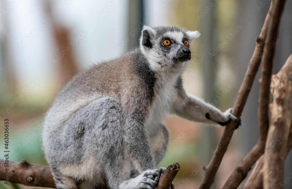 Obraz premium lemur on a tree