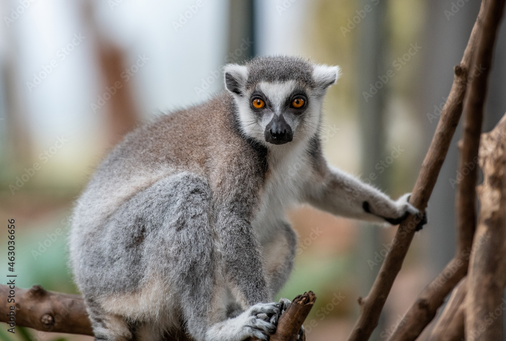 Obraz premium lemur on a tree