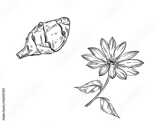 Hand drawn sketch black and white topinambur, leaf, earth apple. Vector illustration. Elements in graphic style label, card, sticker, menu, package. Engraved style.