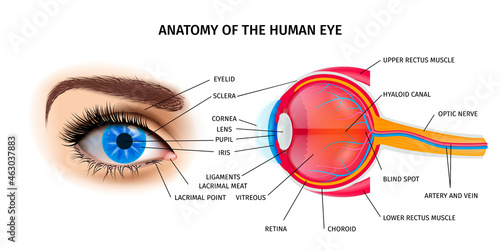 Human Eye Anatomy Poster