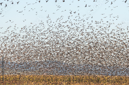 Cloud of starlings.Thousands of starlings synchronize their flight.