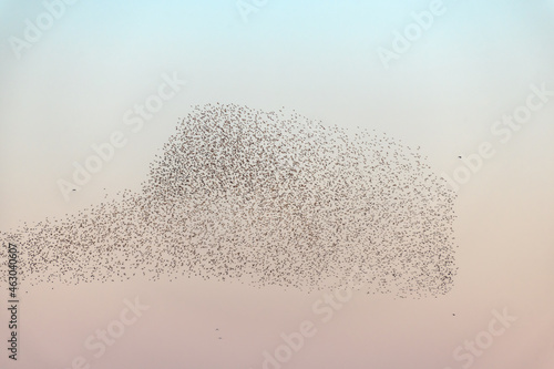 Cloud of starlings.Thousands of starlings synchronize their flight.