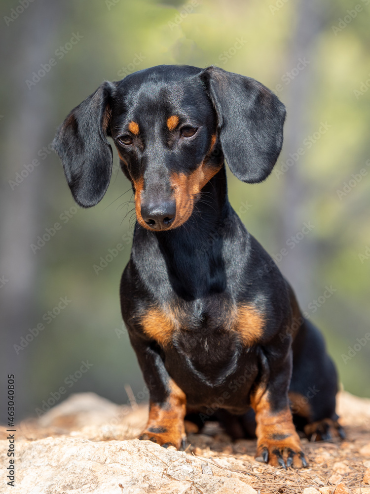 Portrait of young Black short-haired Dachshund Miniature German purebred dog fiery outdoors