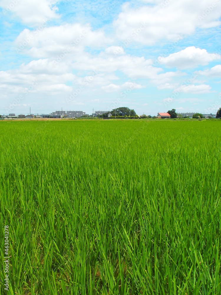 郊外の初夏の青田風景