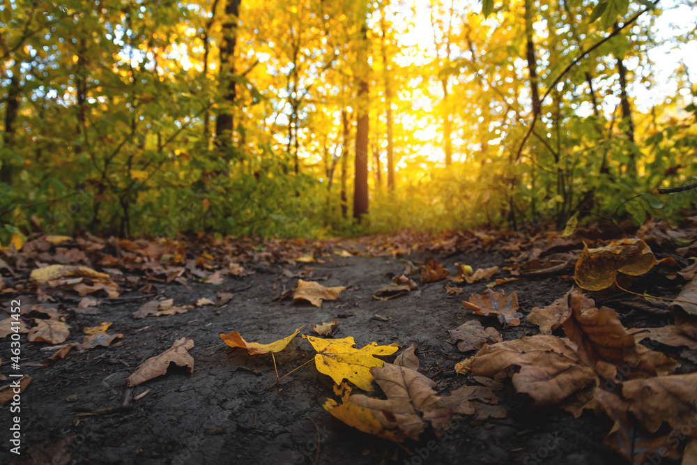Beautiful autumn landscape with yellow trees and sun. Colorful foliage in the park. Falling leaves natural background Beautiful autumn landscape with yellow trees and sun. Colorful foliage in the park. Falling leaves natural background