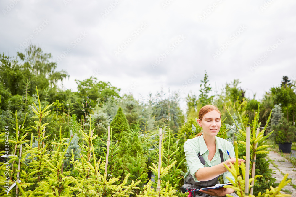 Gärtner Lehrling in Baumschule bei der Pflege von Tannen Stock Photo