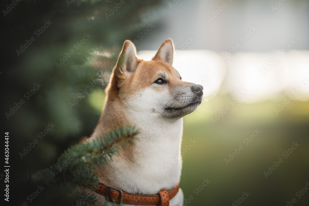 A cute young Shiba Inu dog sitting among the fir branches in the rays of the bright daytime sun. Close-up portrait. Profile view A cute young Shiba Inu dog sitting among the fir branches in the rays of the bright daytime sun. Close-up portrait. Profile view