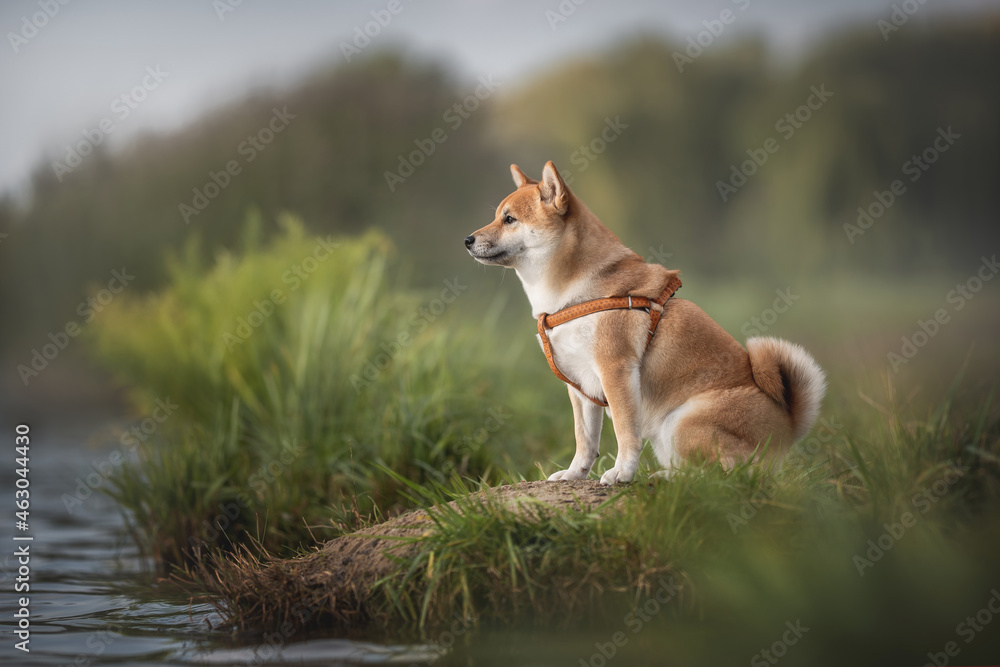 A cute young shiba inu dog with a fluffy tail sitting on the shore of a small lake in a city park against the backdrop of a foggy autumn landscape. Looking to the side. Profile view