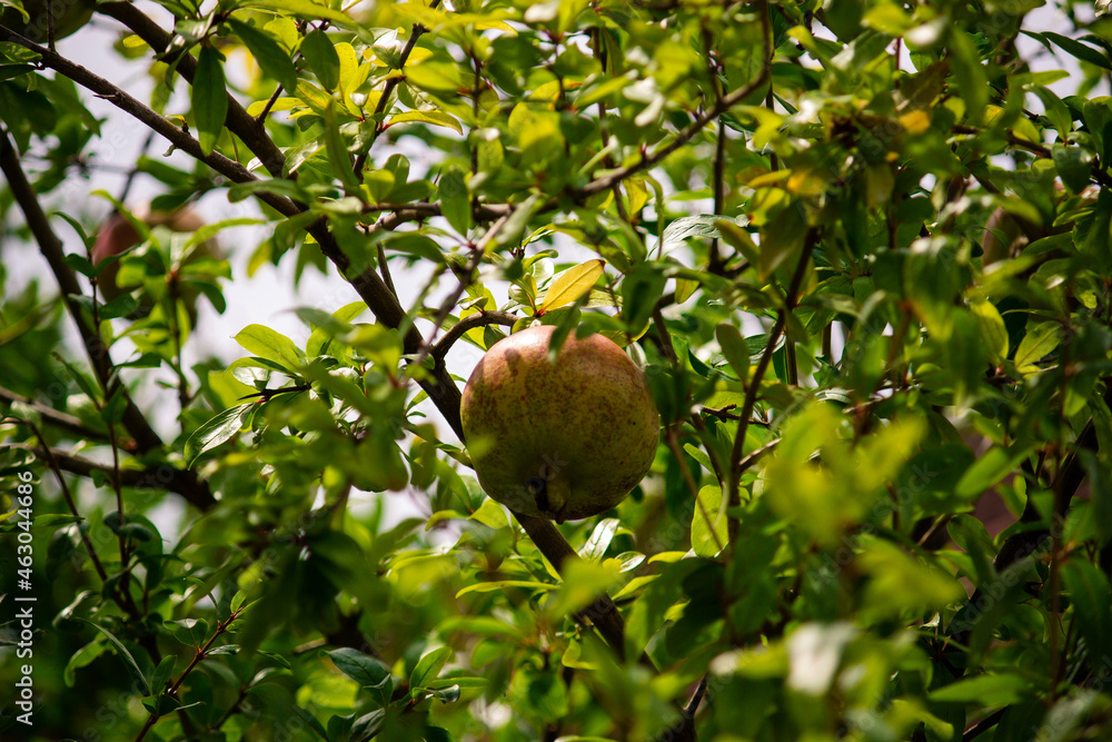 Fresh Unripe Pomegranate Fruit on the Branch Fresh Unripe Pomegranate Fruit on the Branch