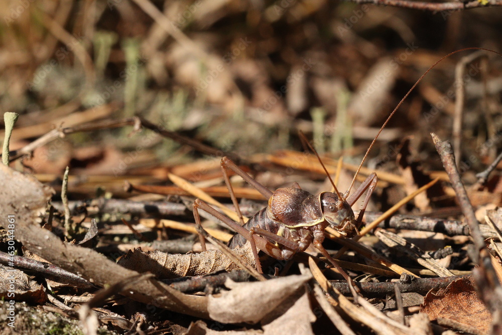 Locusts, acridas are several species of insects of the true locust family, capable of forming large flocks that migrate over considerable distances. Locusts, acridas are several species of insects of the true locust family, capable of forming large flocks that migrate over considerable distances.