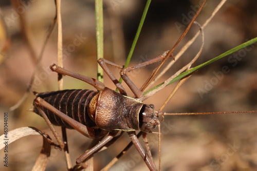 Locusts, acridas are several species of insects of the true locust family, capable of forming large flocks that migrate over considerable distances.  photo