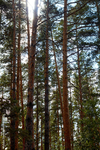 slender trunks of pine trees in the forest