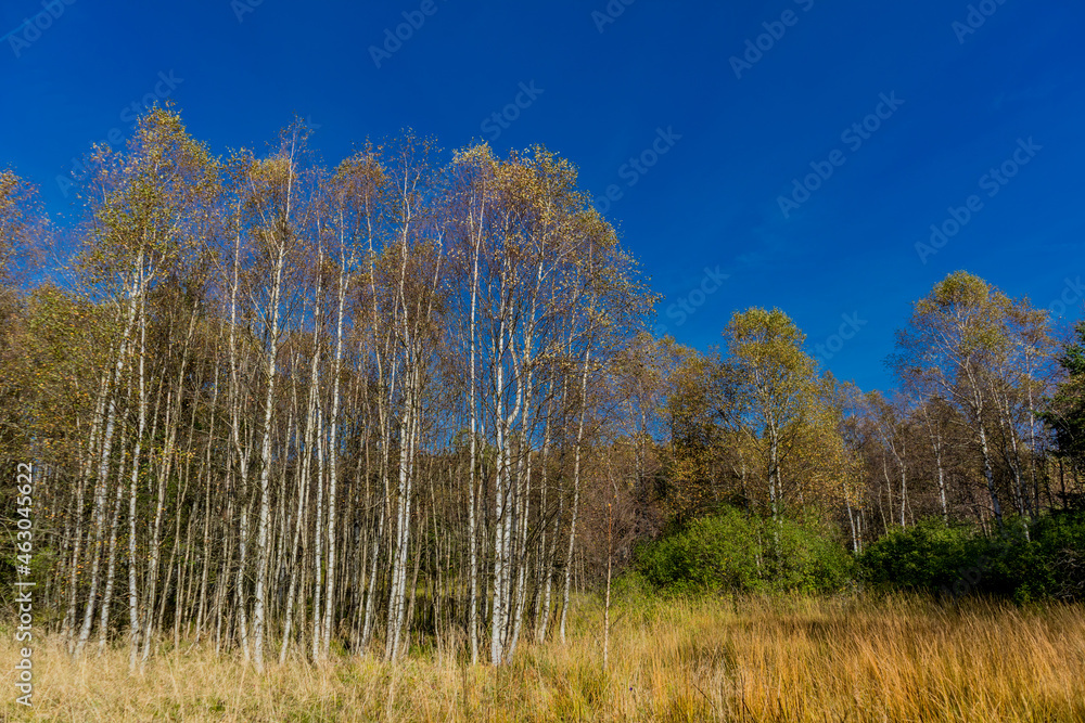 Fototapeta premium Unterwegs im Nationalpark Rhön und seinen herbstlichen Ambiente - Hessen